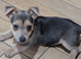 Jack Russell puppies