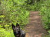 Belgian Shepherd/ Belgian Malinois