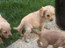 7 beautiful show cocker spaniels