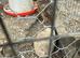 Caledon and coturnix quail