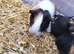 4 Guinea Pig babies