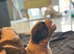 Beautiful Saint Bernard puppies