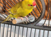 Kakarikis for sale