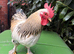 Rockin Cockerel Looking for new pastures
