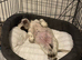 5 year old Cocker Spaniel