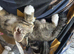 Two adorable tabby kitten girls – mixed breed