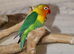 Baby Love birds,30