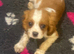 Cavalier King Charles puppies available