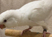 Hand reared Quaker baby