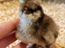 USA SUPER FLUFFY SILKIES &POLISH