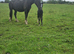 Irish Draught Colt foal