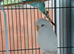 2 budgies