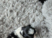 Stunning shihtzus puppies 4 girls £995