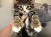Maine coone/British shorthair kittens