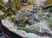 One cross river pufferfish