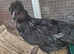 Polskie chick (polish cross silkie)