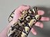 Pastel Trojan Het Clown Royal Python