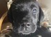 THIS GORGEOUS CHUNKY SHOW BLACK LABRADOR BOY PUPPY (PICTURED) IS LOOKING FOR A LOVING FAMILY HOME .