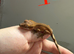 Patternless / Buckskin or low-expression Bi-color Crested Gecko