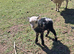 Hebredean and shetland sheep
