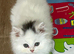 Turkish Angora x Persian