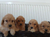 PRA clear miniature show type cockapoo puppies