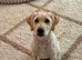 21 week old golden retriever for sale
