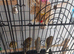 Young canary