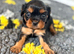 Black tan male left - health tested & kc reg