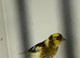 Canaries 2026