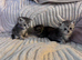 STUNNING KITTENS  Beautiful Chinchilla Persian/Siamese kittens