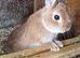 Netherland dwarf rabbits