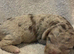 Labradoodle F1B Health clear pups