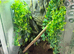 Crested Gecko with Enclosure