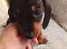Dutch hound puppies