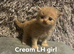 Cream BLH girl ready to view