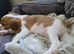 Adorable Male Cavalier King Charles Spaniel