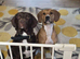 Mum is a spaniel cross staffy and Dad is a chocolate lab