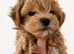 Ready Now. Unique Teacup Asian Maltipoo Puppies , DNA tested parents