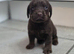 Cockerdor puppies cockador puppies