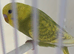 BEAUTIFUL BABY BUDGIE RING NUMBER 42 READY NOW COCK BIRD