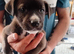 9 beautiful sibrian husky x cane corso