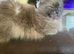 Ragdoll female