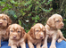Cocker Spaniel Puppies Top Quality!