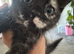 Little star looking for a happy home ️