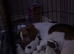 Spreagle puppies.