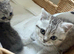 Lovely male kittens