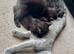 British shorthair kittens black