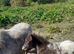 Miniature Spotted mare, reg the BSPSoc.