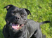Kc regitered staffordshire bull terrier pups for sale